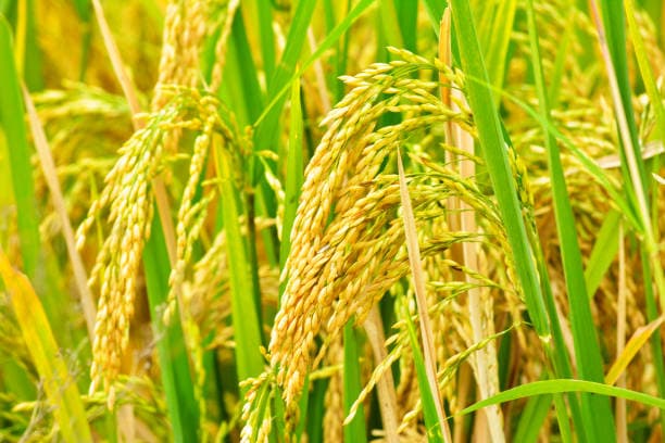 Crop-Report-India-kharif-crop-acreage-down-1-4-37-on-year-as-of-Friday