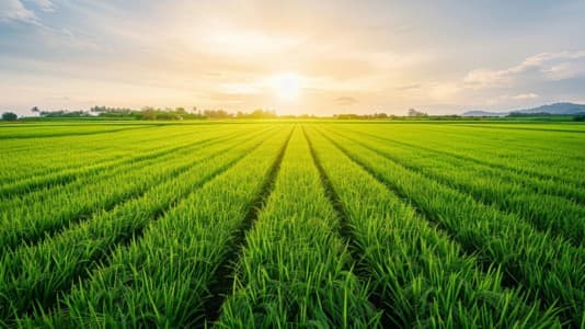 Paddy-Procurement-Govt-2026-27-kharif-paddy-procurement-aim-flat-YoY-Punjab-up-many-states-down